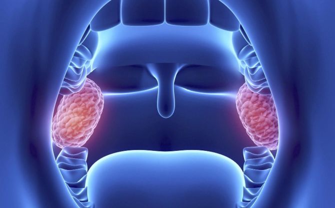 Glands and tonsils in the throat: location, functions, causes of inflammation and treatment methods