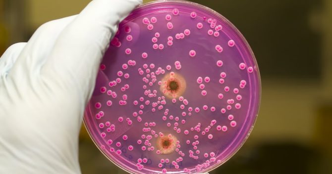 Candida albicans fungus inoculum