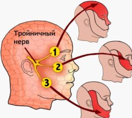 Trigeminal innervation