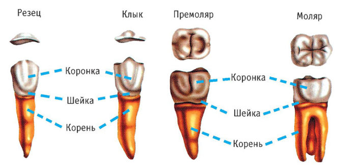 Mga ugat ng incisors, fangs, premolars at molars