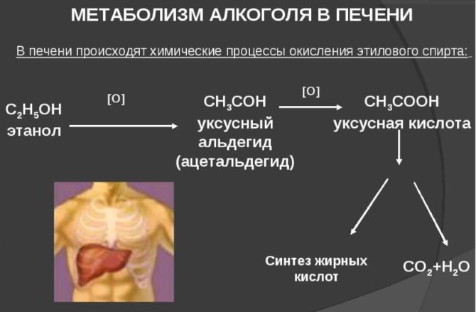 Métabolisme de l'alcool dans le foie