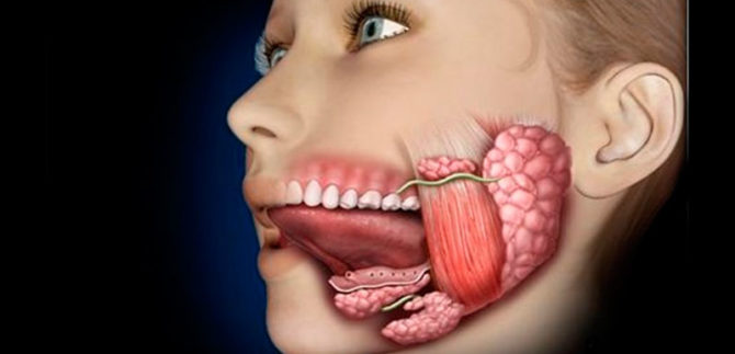 Sublingual salivary gland