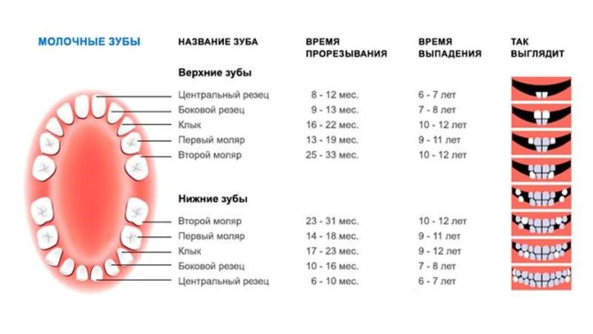 Posloupnost zubů a ztráta primárních zubů - schéma