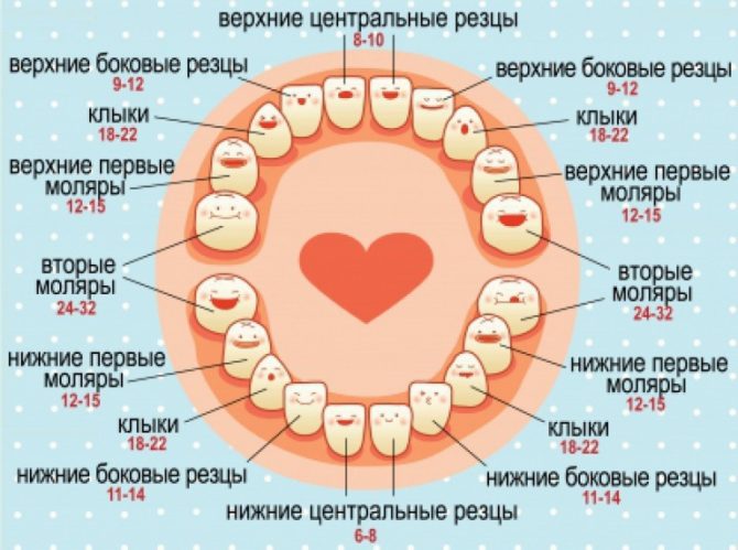 La séquence de l'emplacement des dents primaires chez les enfants