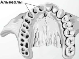 Umístění alveol v ústech