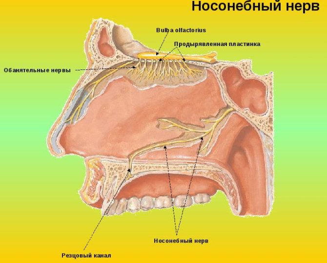 Kinalalagyan ng mga kanal ng incisal at nerbiyos palatine nerve