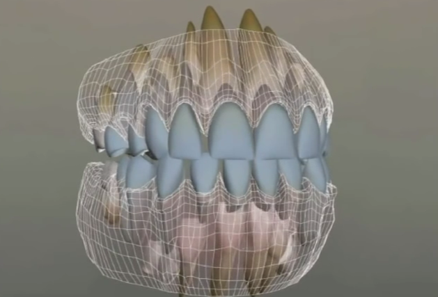 Contour des dents de lait