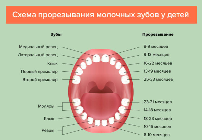 Le schéma de la dentition chez les enfants