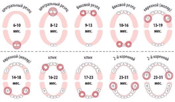 Le schéma de la dentition chez les enfants