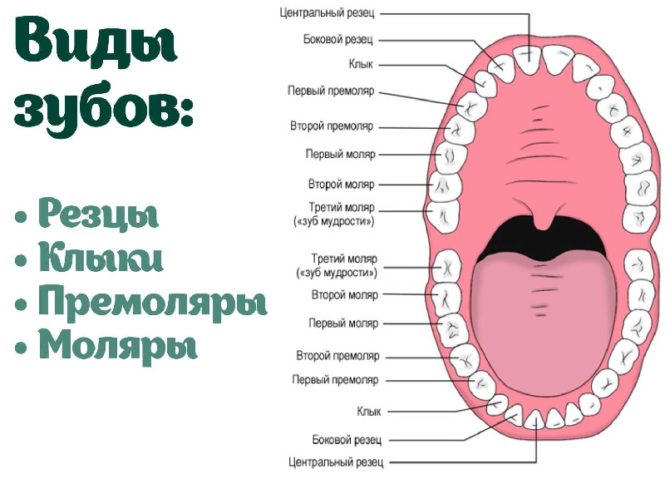 Disposition des dents