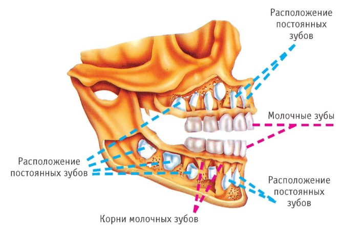 La structure de la dentition des enfants