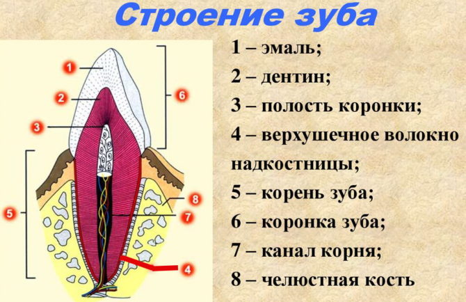 Structure des dents