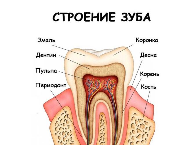 Zubní struktura