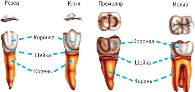 Structure des dents