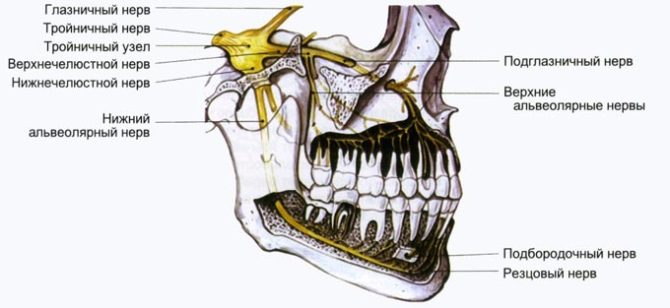 Mga sanga ng trigeminal nerve