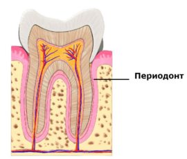 Poloha a anatomická struktura parodontu