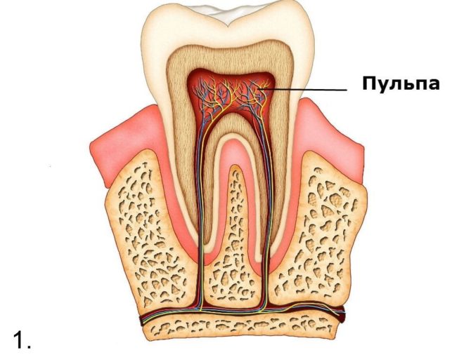 Ang istraktura at lokasyon ng pulp ng ngipin